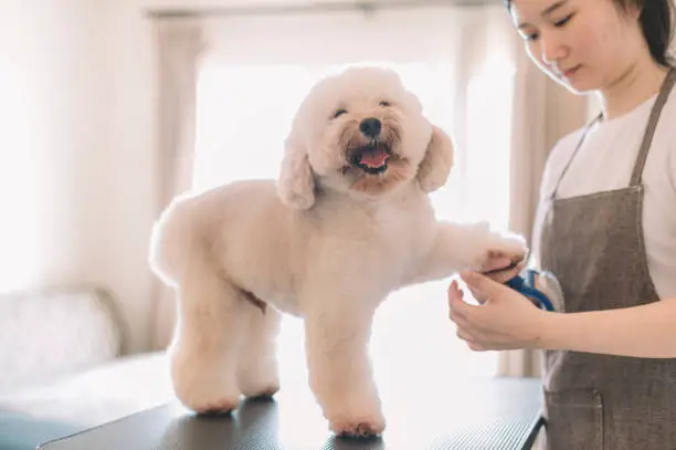 Elevate Your Grooming Game: The Transformative Power of Hydraulic Lift Dog Grooming Tables