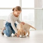 Treating Your Dog with Care and Affection During Grooming